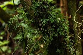 Image result for Asplenium mannii