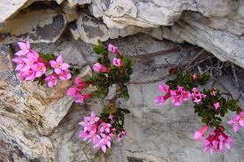 Image result for Penaeaceae