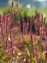 Image result for Persicaria