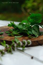 Pfefferminzol Selber Machen In Meinem Garten Habe Ich Unterschiedliche Sorten Pfefferminze Gepflanzt Aus Die Pfefferminze Pfefferminze Pflanzen Minze Pflanzen