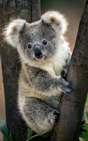 Pin By Sandbox Education On Koala Cute Koala Bear Cute Animals Animals Beautiful