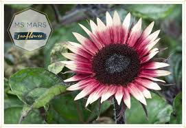 The flowers age to a vintage. 15 Stunning Types Of Sunflowers