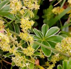 Image result for Alchemilla kiwuensis