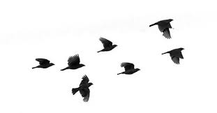 Flock Of Birds Fotografi Perjalanan Fotografi Hewan