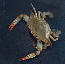 The language is different, but the warning is clear: Washington Post Employees Rallied To Save A Crab We Named Her Old Bae Now We Mourn The Washington Post