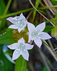 Image result for Richardia scabra