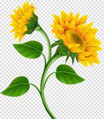 Drawing Of Family Common Sunflower Painting Yellow English Marigold Plant Petal Calendula Transparent Background Png Clipart Hiclipart Over 1,616 marigold pictures to choose from, with no signup needed. common sunflower painting yellow
