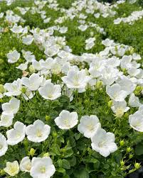 Image result for Carvalhoa campanulata