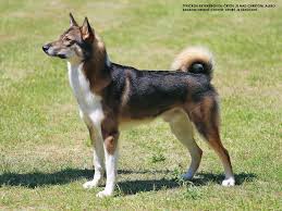 Image result for západosibiřská lajka