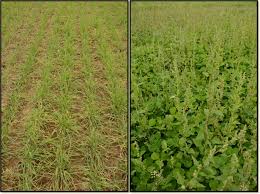 Perennial weeds, with underground plant parts, are most effectively controlled with systemic postemergence herbicides. Growing Degree Days And Cover Crop Type Explain Weed Biomass In Winter Cover Crops Springerlink