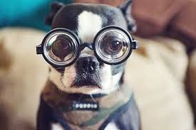 اغرب صور حيوانات مضحكة 2012 صور حيوانات غريبة ومضحكة 2013 Dog Facts Cute Puppies Terrier