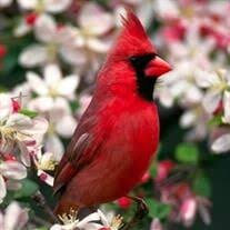 Maxine White McCauley Obituary