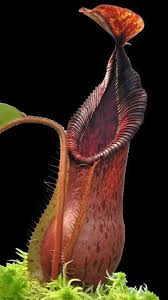 Image result for Nesaea heptamera