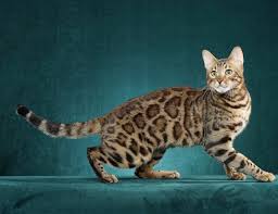 I am an exotic kitten breeder and offer kittens for sale in virginia specializing in: Bengal Kittens For Sale Boutiquecats Bengals