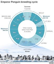 The emperor penguin (aptenodytes forsteri) is a penguin that lives in antarctica. Climate Change Emperor Penguin Needs Greater Protection Bbc News