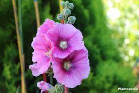 Alcea is a genus of about 60 species of flowering plants in the mallow family malvaceae, commonly known as the hollyhocks. Hollyhock Flower Alcea Rosea Plant Care And Grow From Seeds Plantopedia