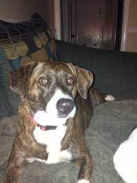 My Very Active Mountain Kerr Dog Ginger Dogs Pets Animals