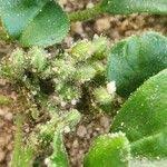 Image result for Limeum viscosum