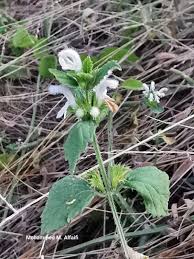 Image result for Leucas glabrata