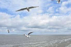 Czas podróży między detmold i norderney wynosi średnio 8h 44m, a odległość między nimi to około 227 km. Haus Detmold Auf Norderney Wird 70 Radio Lippe