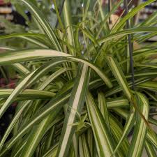 Image result for Chlorophytum comosum