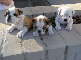 They are considered one of the gentlest breeds that has grown in popularity. Your Guide To Miniature English Bulldog Puppies Www Thebulldogbreeder Com