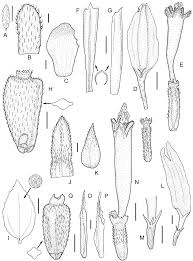 Image result for Lipotriche marlothiana