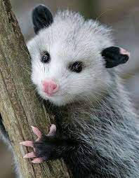 I Am So Sick Of Hearing About Demons I Really Am Bla Bla Bla Good Grief I Know You Re Evil Whatever Get Over It Opossum Animals Beautiful Cute Animals