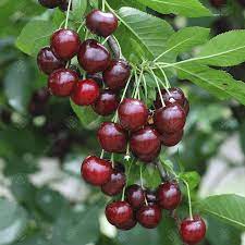 Location of cherry tree railway station. Prunus Cerasus Morello Cooking Cherry Tree Fruit Tree 4 5ft