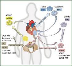 Cardiac regeneration: current therapies—future concepts - Doppler - Journal of Thoracic Disease