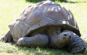 Image result for Sclerodactylon macrostachyum