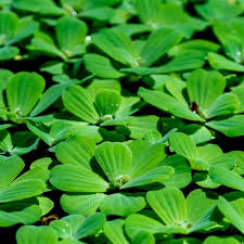 Image result for Pistia