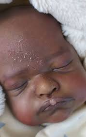 irhsp painted pictures