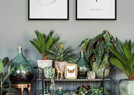 Check spelling or type a new query. 10 Jenis Tanaman Hias Daun Penyejuk Rumah Blog Ruparupa