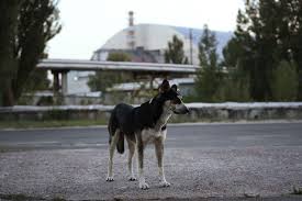 Attualmente, nonostante la complessità della situazione di contaminazione radioattiva, gli animali di chernobyl stanno lentamente riempiendo i luoghi di. Chernobyl E Diventata Un Oasi Per Animali E Piante 33 Anni Dopo Il Disastro Nucleare