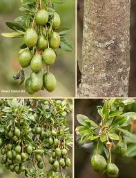 Image result for Maerua cafra