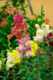 Image result for Antirrhinum