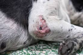 Image result for scabies dogs detail