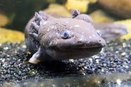 Image result for Xyris natalensis