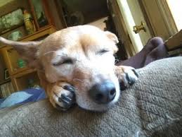 my babosa dogs animals
