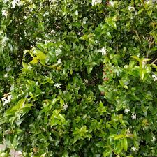 Image result for Jasminum multipartitum