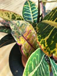 Crotons are big color bursts that will steal the attention from all of your other indoor plants. Plant Care What S Wrong With My Croton Petra Bloomscape