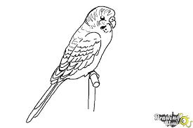 How To Draw A Parakeet Drawingnow If they are unsure and want to test the safety and sturdiness of your finger, they may first reach out with their beak to test. how to draw a parakeet drawingnow