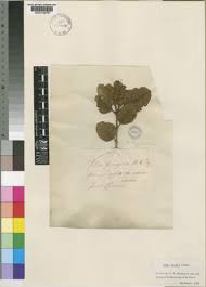 Image result for Vitex ferruginea