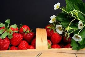 Check spelling or type a new query. Guide To Growing Strawberries Varieties And Propagation Planting Caring Harvesting And Preserving Mother Earth News