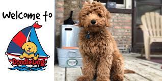 When this happens, it's usually because the owner only shared it with a small group of people, changed who can. Doodle Dog Hill More Than A Pet They Re Family