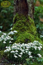 Snowdrops Woodland Garden Moss Garden Beautiful Nature