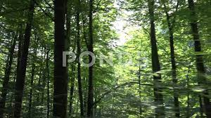 Pov Tracking Car Driving By Forest Wood Road Auto Window View In Nature 4k Stock Footage Driving Forest Wood Pov Window View Pov Forest