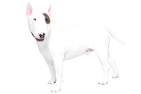 Bull Terrier Dog Breed Information - American Kennel Club
