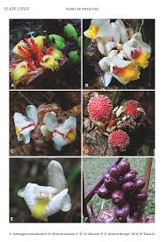 Image result for Anisopappus chinensis